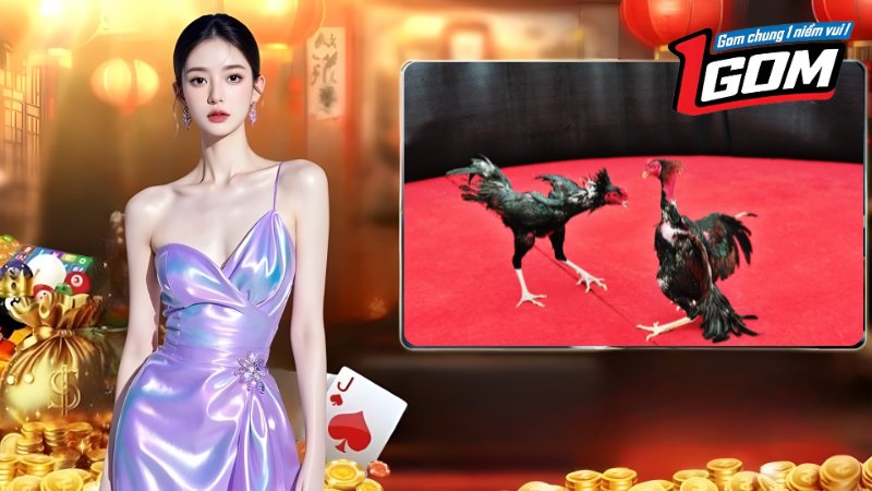 Trải nghiệm những trận đá gà kịch tính, phát sóng trực tiếp tại 1Gom